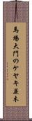 馬場大門のケヤキ並木 Scroll