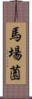 馬場薗 Scroll