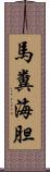 馬糞海胆 Scroll