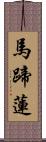 馬蹄蓮 Scroll