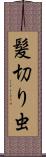 髪切り虫 Scroll