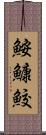 鮟鱇鮫 Scroll