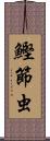 鰹節虫 Scroll