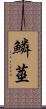 鱗莖 Scroll