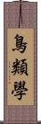 鳥類學 Scroll