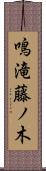鳴滝藤ノ木 Scroll