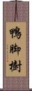 鴨脚樹 Scroll