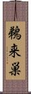 鵜来巣 Scroll