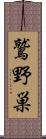 鷲野巣 Scroll