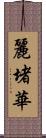 麗堵華 Scroll