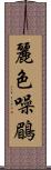 麗色噪鶥 Scroll