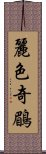 麗色奇鶥 Scroll