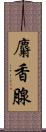 麝香腺 Scroll