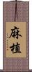 麻植 Scroll