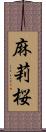 麻莉桜 Scroll