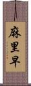 麻里早 Scroll