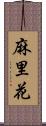 麻里花 Scroll