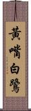 黃嘴白鷺 Scroll