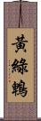 黃綠鵯 Scroll