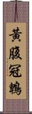 黃腹冠鵯 Scroll