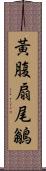 黃腹扇尾鶲 Scroll