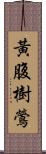 黃腹樹鶯 Scroll