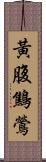 黃腹鷦鶯 Scroll