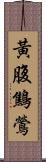 黃腹鷦鶯 Scroll