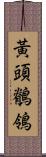 黃頭鶺鴒 Scroll
