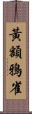 黃額鴉雀 Scroll