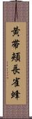 黄帯頬長雀蜂 Scroll