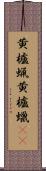 黄櫨蝋 Scroll