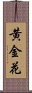 黄金花 Scroll