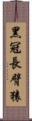 黑冠長臂猿 Scroll