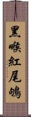 黑喉紅尾鴝 Scroll