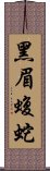 黑眉蝮蛇 Scroll