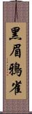 黑眉鴉雀 Scroll