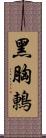 黑胸鶇 Scroll