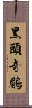 黑頭奇鶥 Scroll