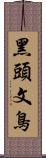 黑頭文鳥 Scroll
