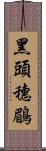 黑頭穗鶥 Scroll