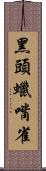 黑頭蠟嘴雀 Scroll