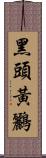 黑頭黃鸝 Scroll