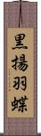 黒揚羽蝶 Scroll