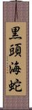 黒頭海蛇 Scroll