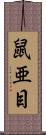 鼠亜目 Scroll