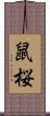 鼠桜 Scroll