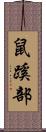 鼠蹊部 Scroll