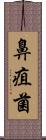 鼻疽菌 Scroll
