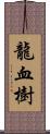 龍血樹 Scroll